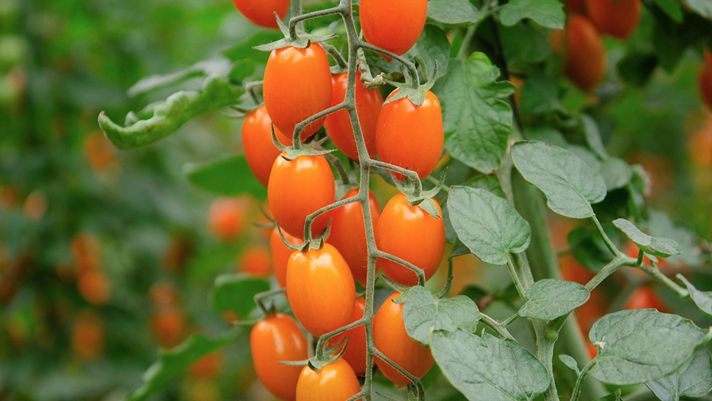 Finagricola, arriva il pomodoro datterino arancione