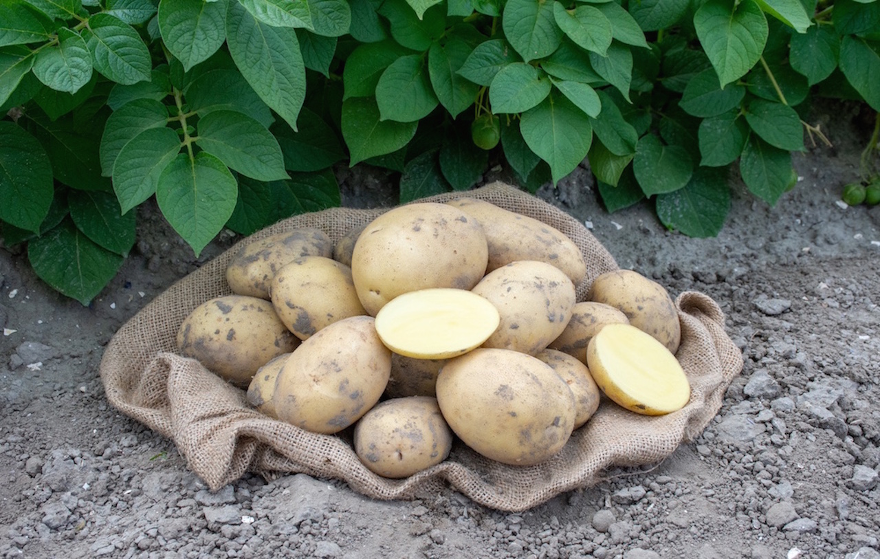 Cresce il valore delle patate a filiera Romagnoli