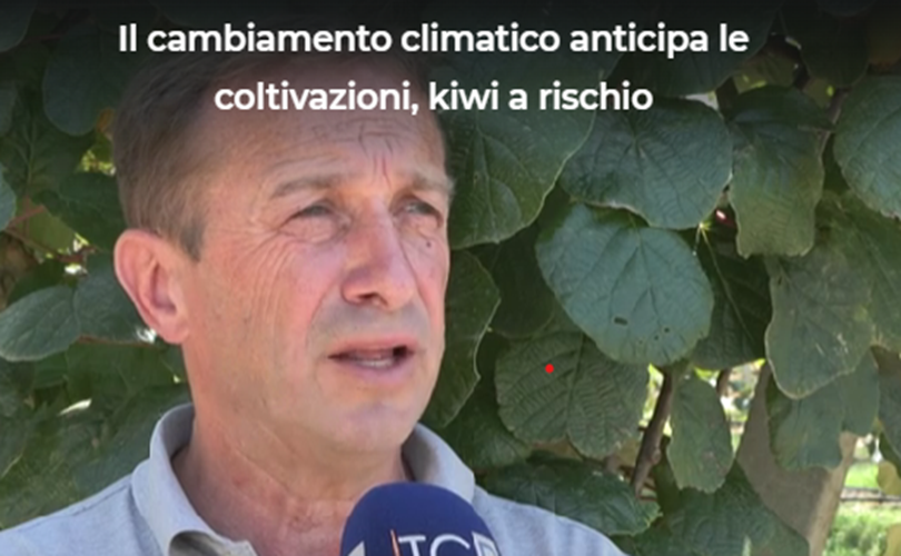 Prodotti Kiwi in Romagna: forte calo delle produzioni