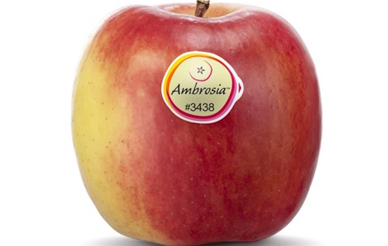 Ambrosia, buon avvio della campagna 2024-25