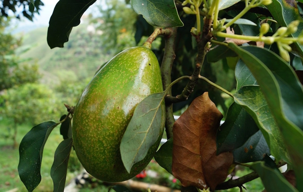 L'avocado e le partnership sostenibili