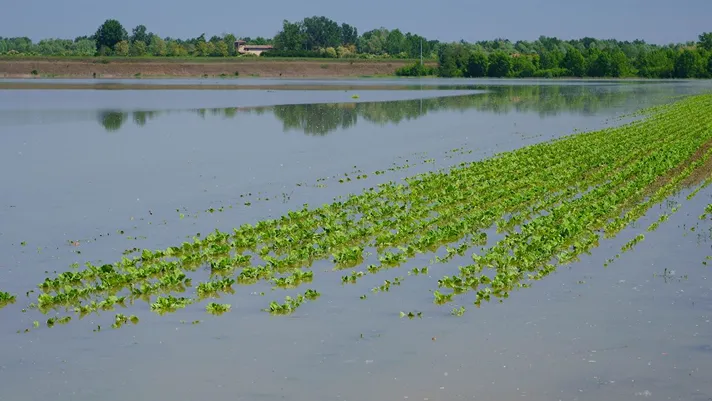 Tutti i pericoli del cambiamento climatico nei campi