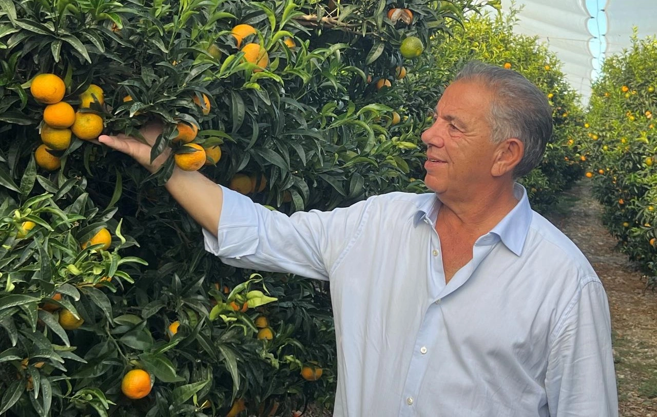 Op Agricor, in corso la raccolta delle clementine calabresi