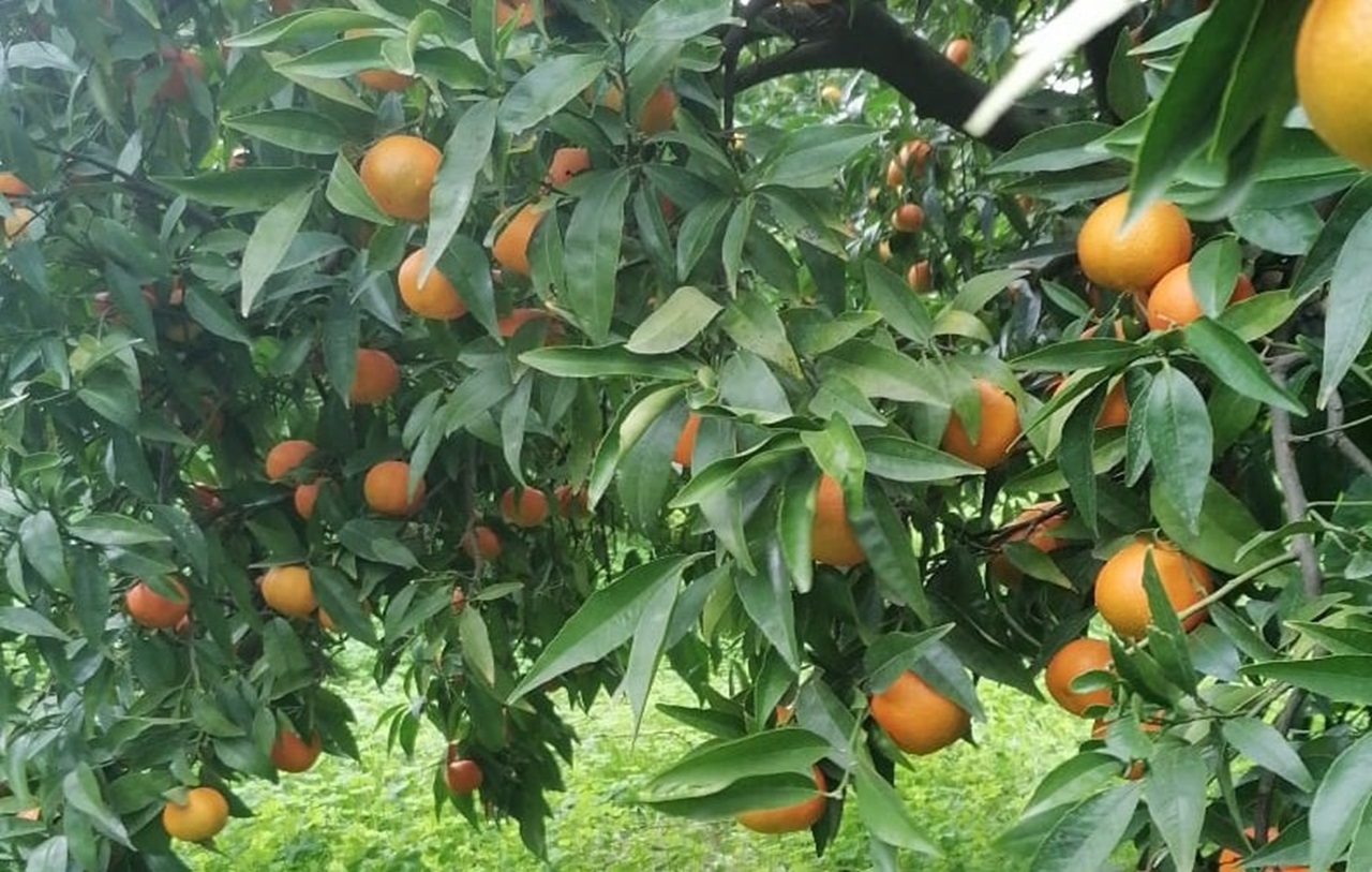 Marchese: "Meno resa ma più qualità per le clementine"