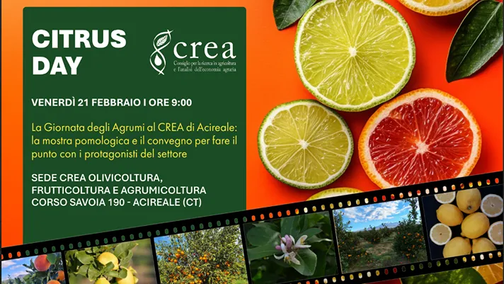 Agrumi, ultime dal Citrus day