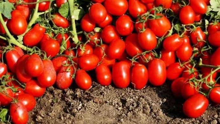 Depressione, si allevia con il licopene del pomodoro