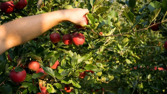 Mele, concorrenza e costi in aumento in Alto Adige