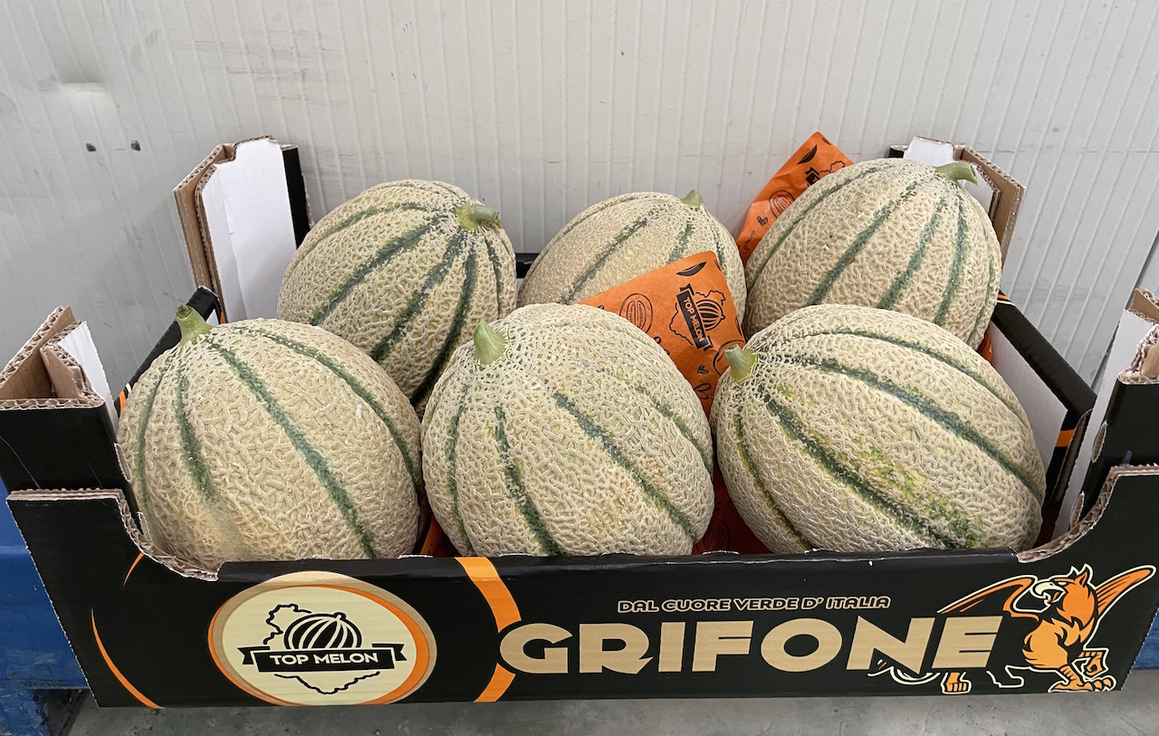 In Umbria è partita la raccolta del melone retato Impero