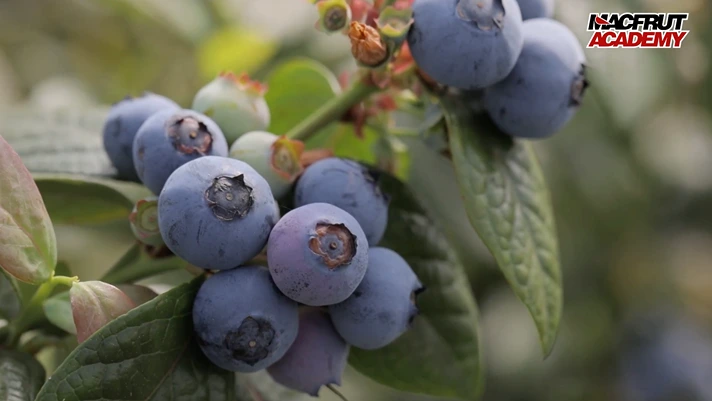 Macfrut Academy: tocca alla filiera del mirtillo