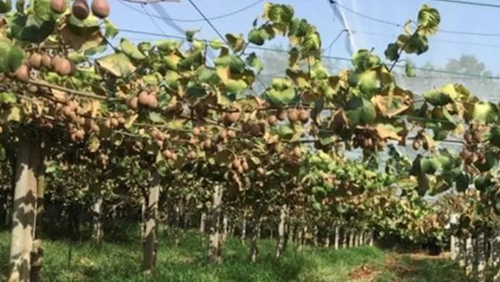 Moria del kiwi, un incontro in Basilicata