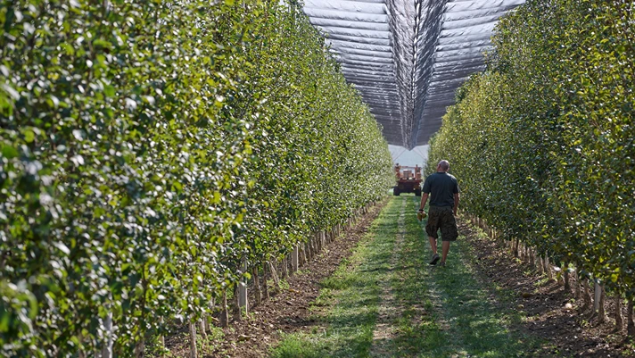 Torna a sorridere la Pera dell’Emilia Romagna Igp