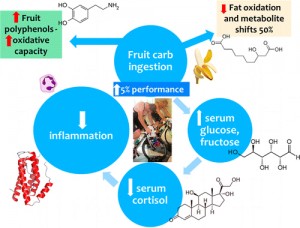 MetabolomicsBasedAnalysisofBananaandPearIngestiononExercisePerformanceandRecovery