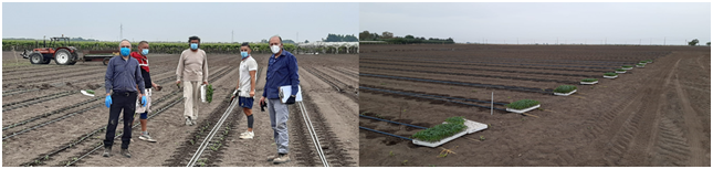 Allestimento campo sperimentale Op ortofrutta Sol Sud