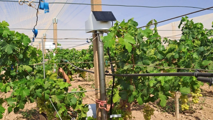 Uva da tavola, il punto sui progetti di ricerca