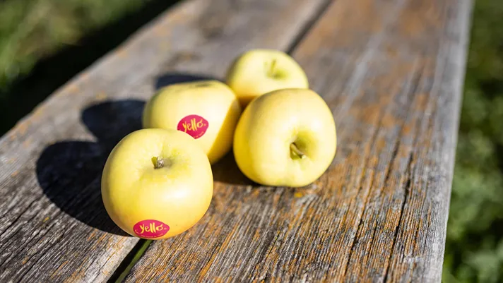 Volumi stabili e una buona qualità: torna yello