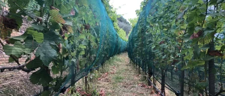 Tutela dell'uva in campo, le soluzioni di Arrigoni-image